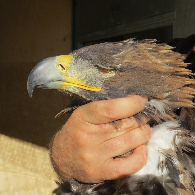 Detalle de la cabeza del águila real