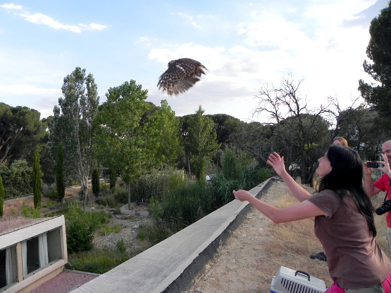 Liberación de un búho real