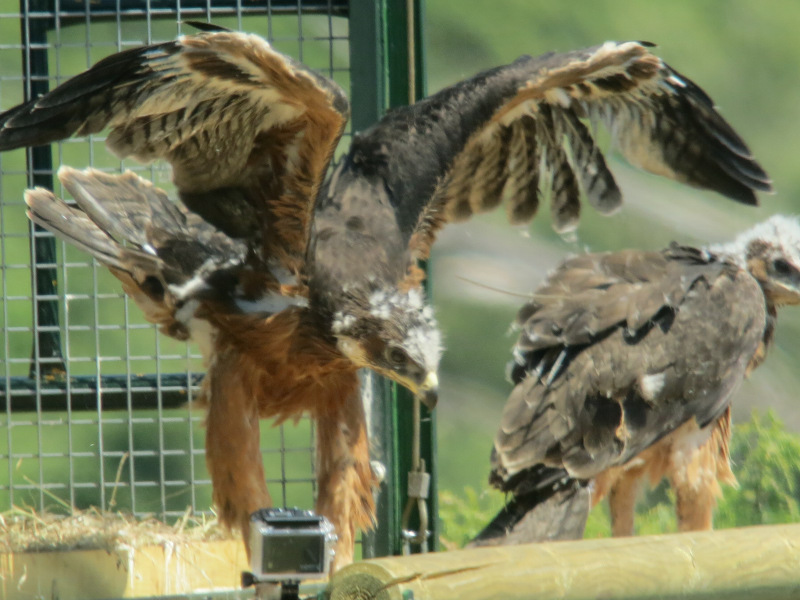 Hacking de águila perdicera