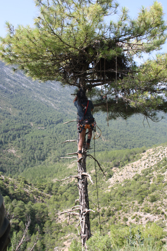 Marcaje del tercer pollo de buitre negro nacido en los Pirineos