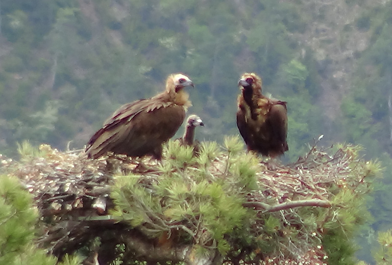 Neus y Oriol, pareja de buitre negro en Pirineos, 2013