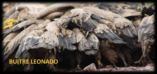 Buitre leonado en Boumort mayo 2013