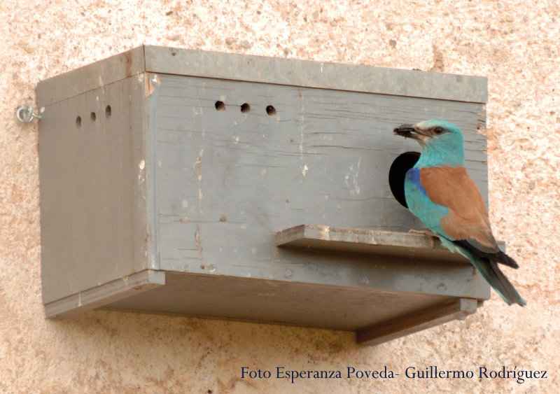 Nidificación de Carraca en una de las cajas nido que instalamos en las Salinas de Duernas