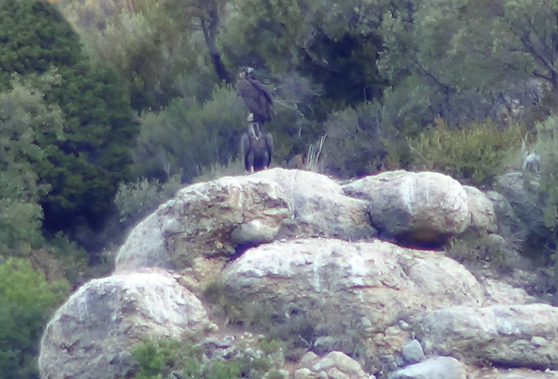 Gala es el único individuo del programa de reintroducción que es capaz de posarse en la cabeza del señuelo artificial de Cal Hortò