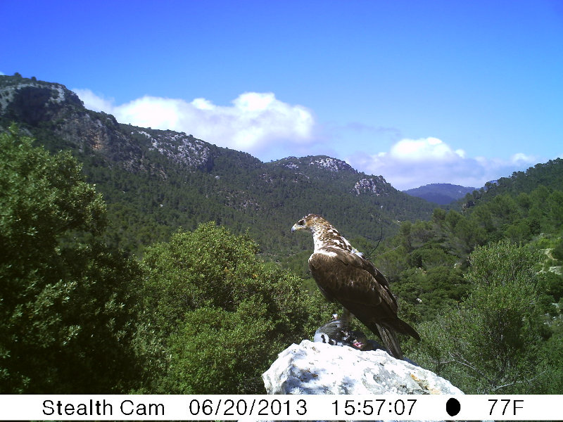 Cullera, águila perdicera