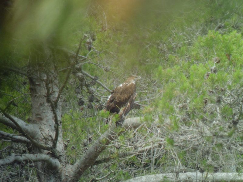 Cullera en Vall de Superna. Äguila perdicera