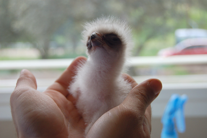 Fruto de la colaboración entre GREFA y GREEN MOVIES, hemos creado una nueva instalación de cría en cautividad de rapaces amenazadas.