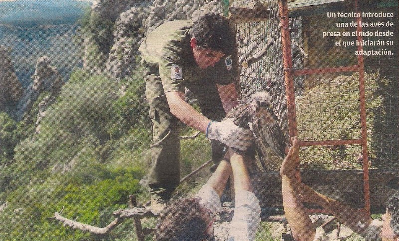 Introduccion de los pollos de águila perdicera en el hacking