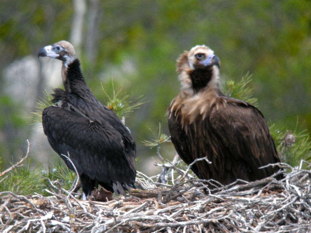 Adulto y pollo ya crecido de buitre negro, en el nido. Autoría: Equipo de Boumort-Alinyà