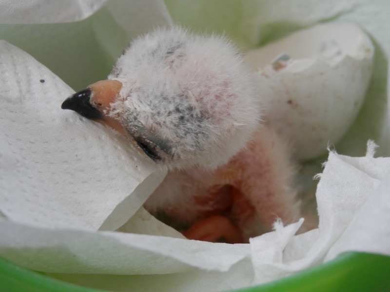 Nace un aguilucho en GREFA