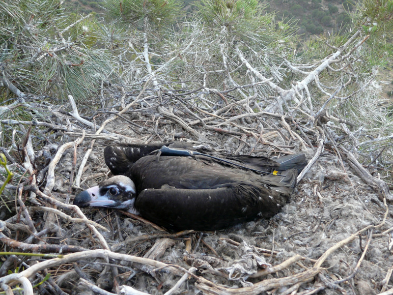 Poyales, buitre negro, de vuelta a su nido tras el marcaje