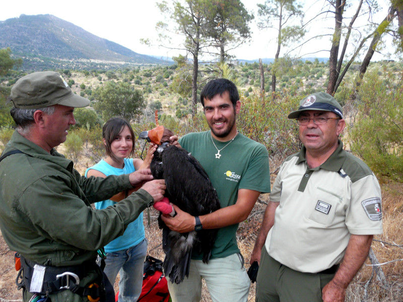 Marcando a Poyales, buitre negro