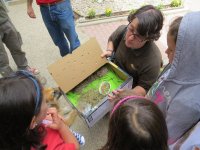 12. Cuatro crías de liebre ingresan en nuestro hospital durante la jornada de puertas abiertas.