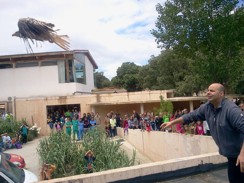 La suelta de un milano real rehabilitado fue el momento culminante de la Jornada de Puertas Abiertas de GREFA (foto: Javier Martín / APIA).