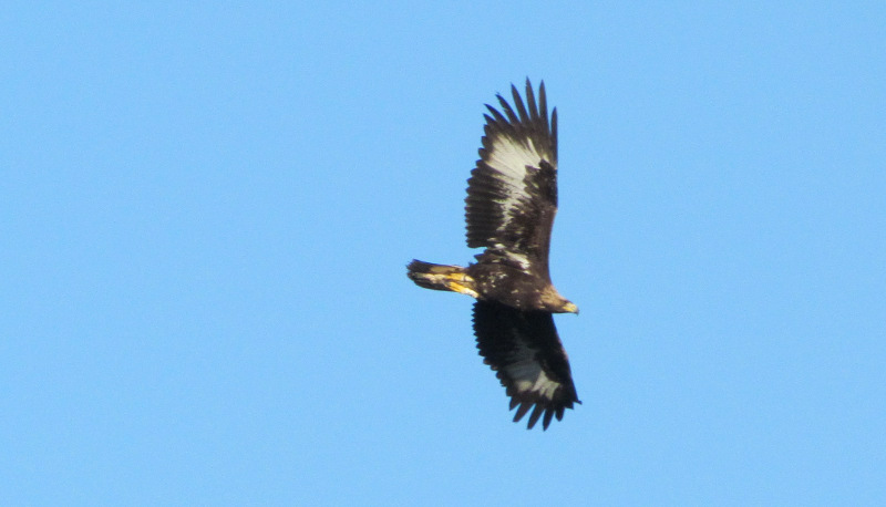 Lastra, águila real