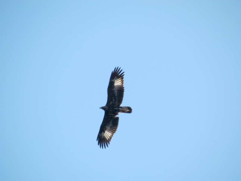 Lastra,águila real