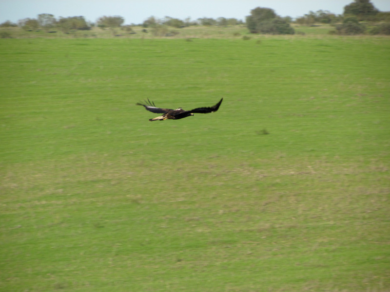 Lastra,águila real