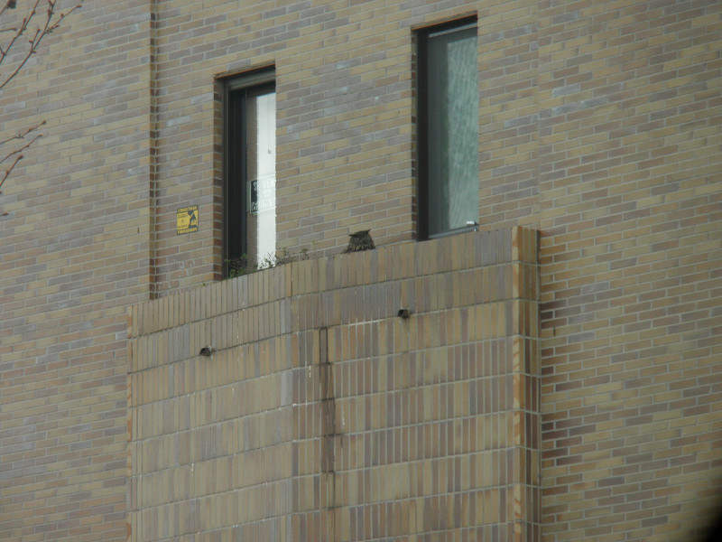 Vista del nido de búho real