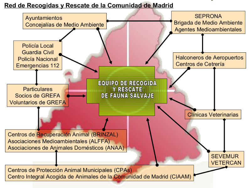 Red de Recogidas y Rescate de GREFA en la Comunidad de Madrid