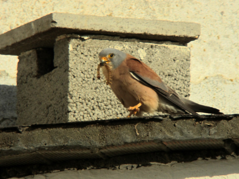 Macho de cernícalo primilla junto a uno de los nidos colocados en los silos