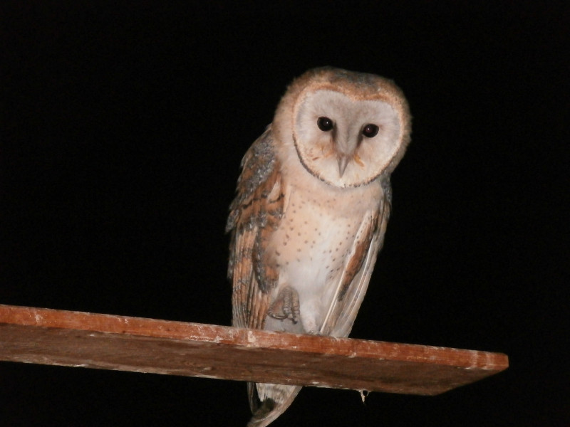 Lechuza en el “lechuzar” del centro de Educación Ambiental Naturaleza Viva.