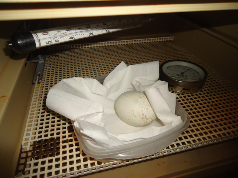 El huevo antes de nacer