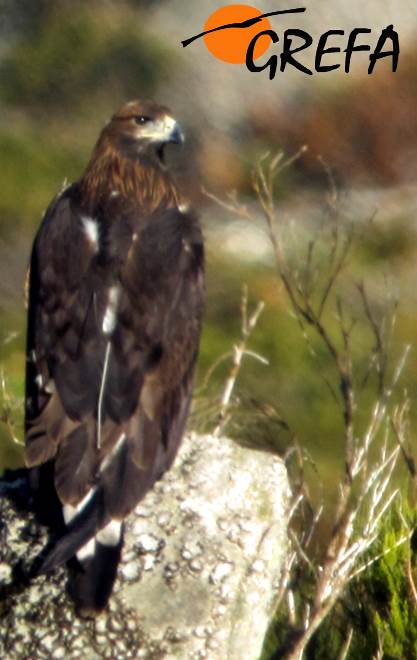 Águila real