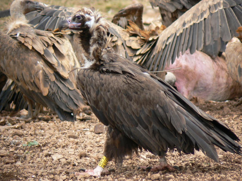 Gallarda, black vulture