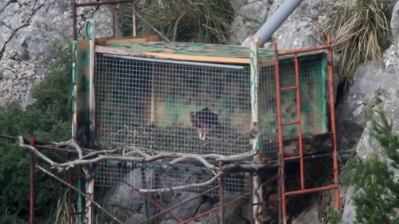 Cala, águila cuabarrada, perdicera o bonelli