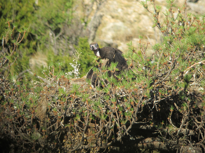Pollo en su nido de la reserva de Boumort (Pirineo catalán), tras ser engendrado por una pareja de buitres negros reintroducidos (foto: GREFA).