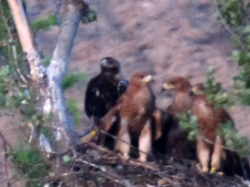 Susana y sus tre primeros pollos, Candela, Aljama y Moro, aguilas imperiales