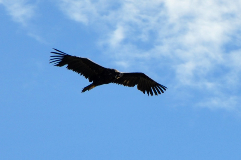 Trasgu, buitre negro, en vuelo