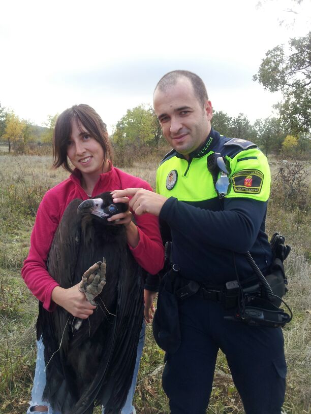 Rescatamos un joven de buitre negro gracias a la colaboración de  la Policía Local de Moralzarzal