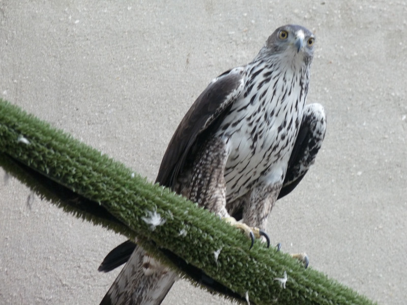 Las aguilas perdiceras en celo