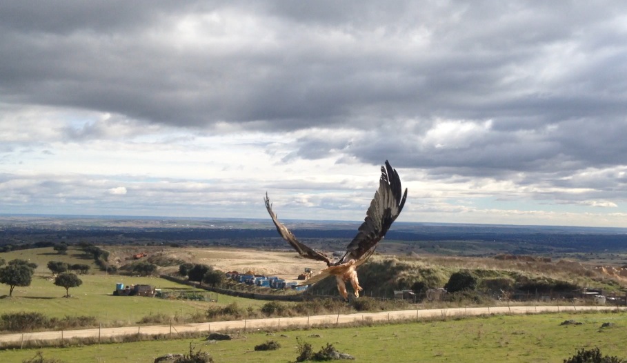 Liberación de un milano real recuperado en GREFA