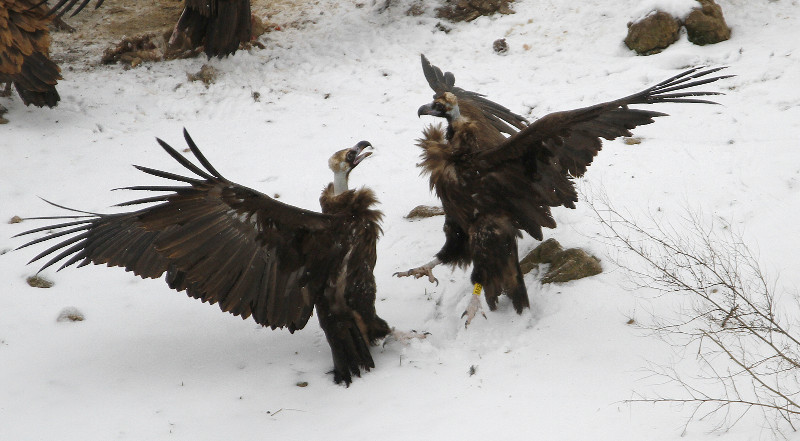 Gallarda, buitre negro, atacando a una hembra francesa en Cévennes