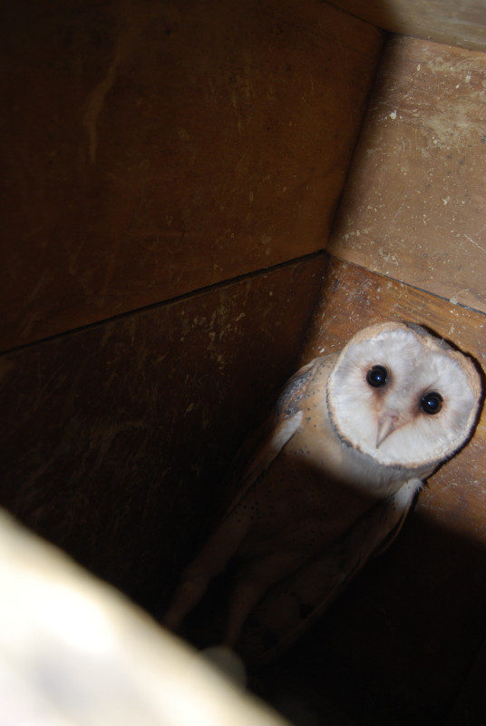 El pollo de lechuza en el interior del hacking