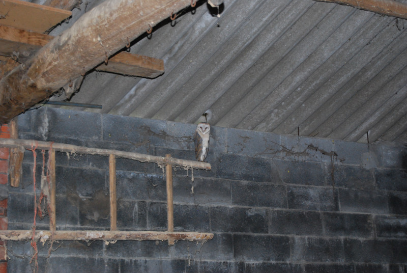 El pollo de lechuza en el pajar donde se realizo el hacking