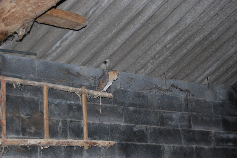 El pollo de lechuza en el pajar donde se realizo el hacking