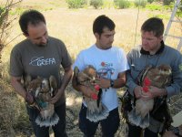 Marcaje de los primeros hijos de Susana, águila imperial, como siempre con todos los permisos y con la colaboración de los agentes forestales