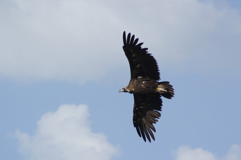 Voltor negre Pirineus 