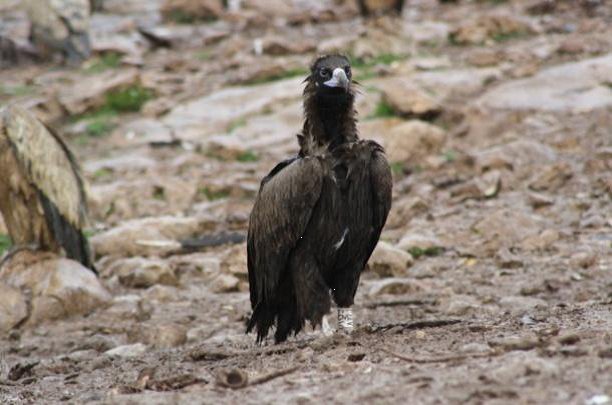 Voltor negre Pirineus