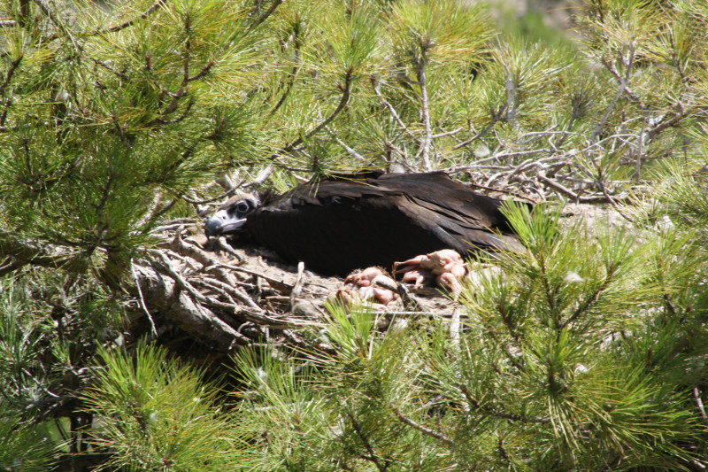 Bic, pollo de buitre negro en el nido con la alimentación suplementaria