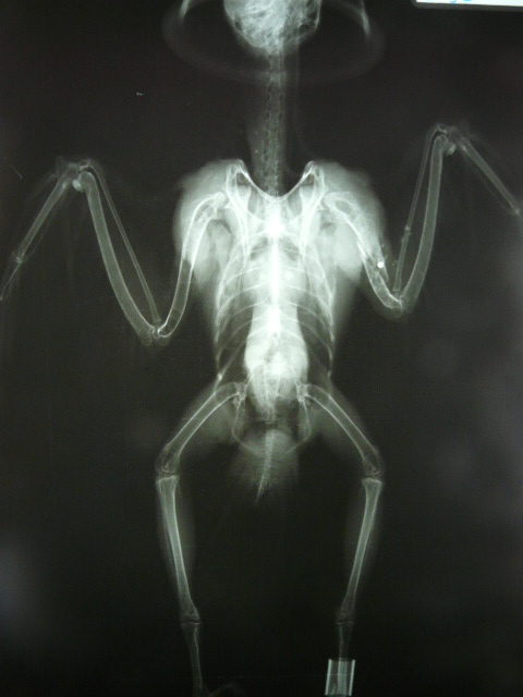 Radiografías del halcón tiroteado en las que se aprecia un perdigón alojado junto al húmero izquierdo (foto: GREFA)