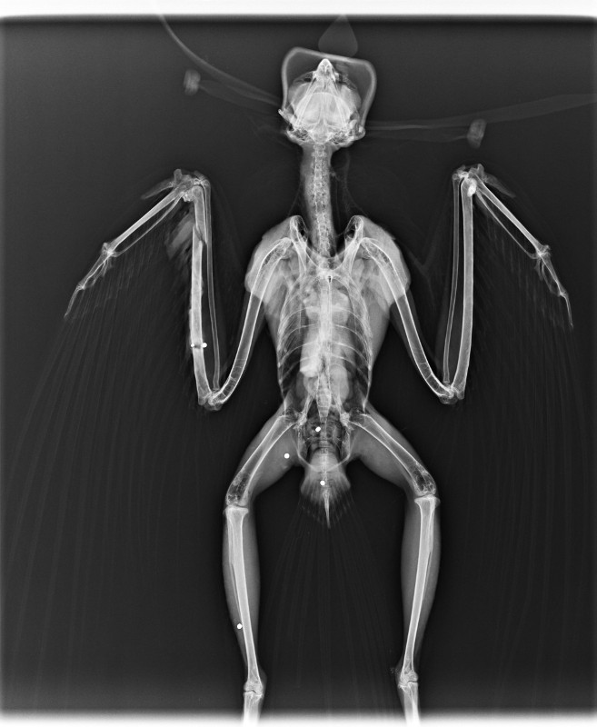 rx aguilucho lagunero