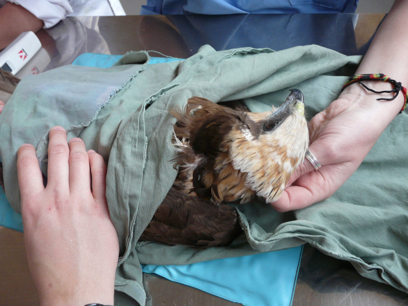 Exploración al ingreso del aguilucho lagunero