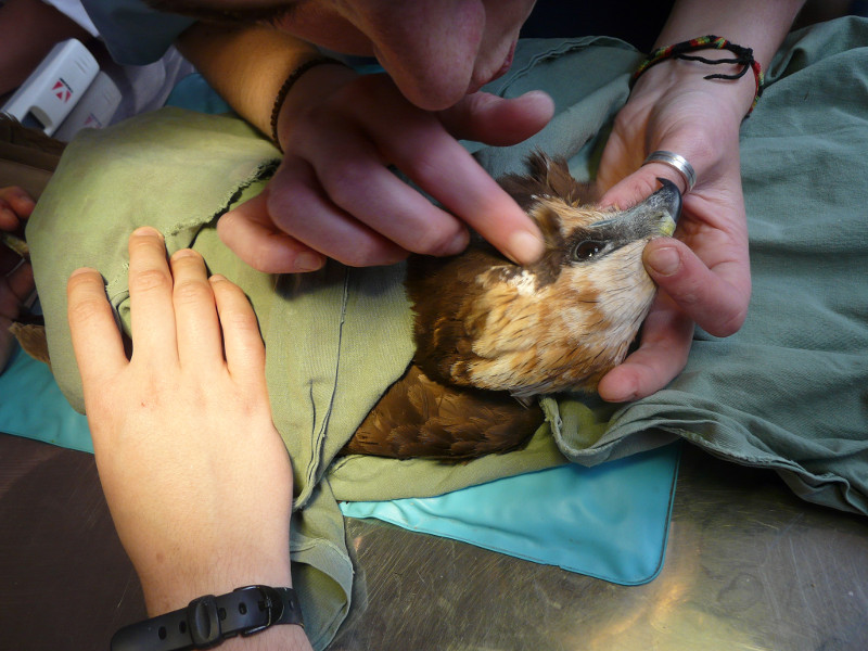 Exploración al ingreso del aguilucho lagunero