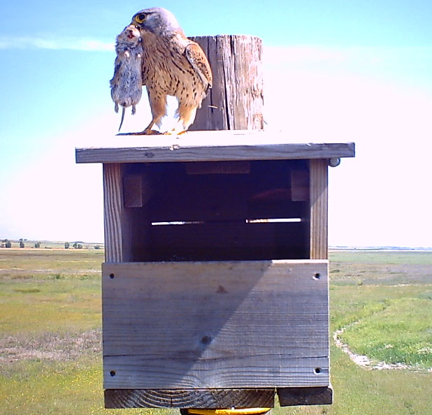 Cernícalo vulgar con un topillo en una caja nido instalada por GREFA