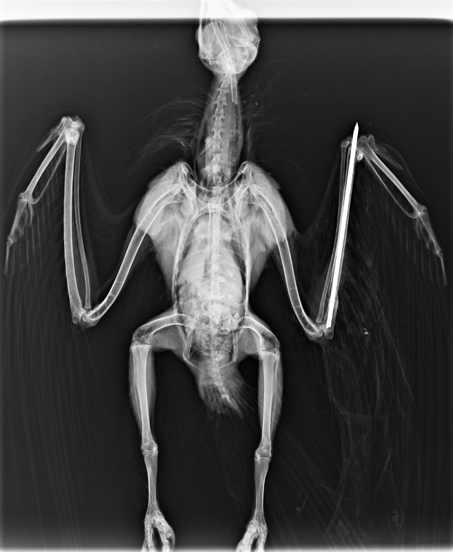 Radiografía del milano real tras ser intervenido quirúrgicamente. Se aprecia la aguja intramedular que le ha sido colocada para reparar la fractura del cúbito izquierdo