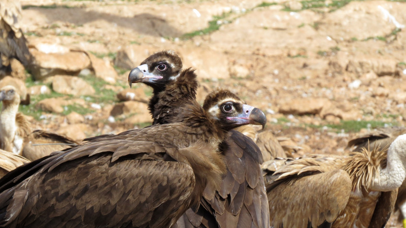 Black vultures